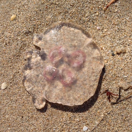 Winter Escape - Beached Jellyfish