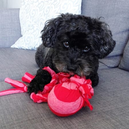 DIY dog toy - make this easy no sew ball and tug toy from an old t-shirt and tennis ball!
