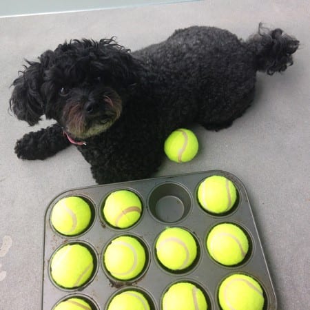 Your dog will love this fun treat game!