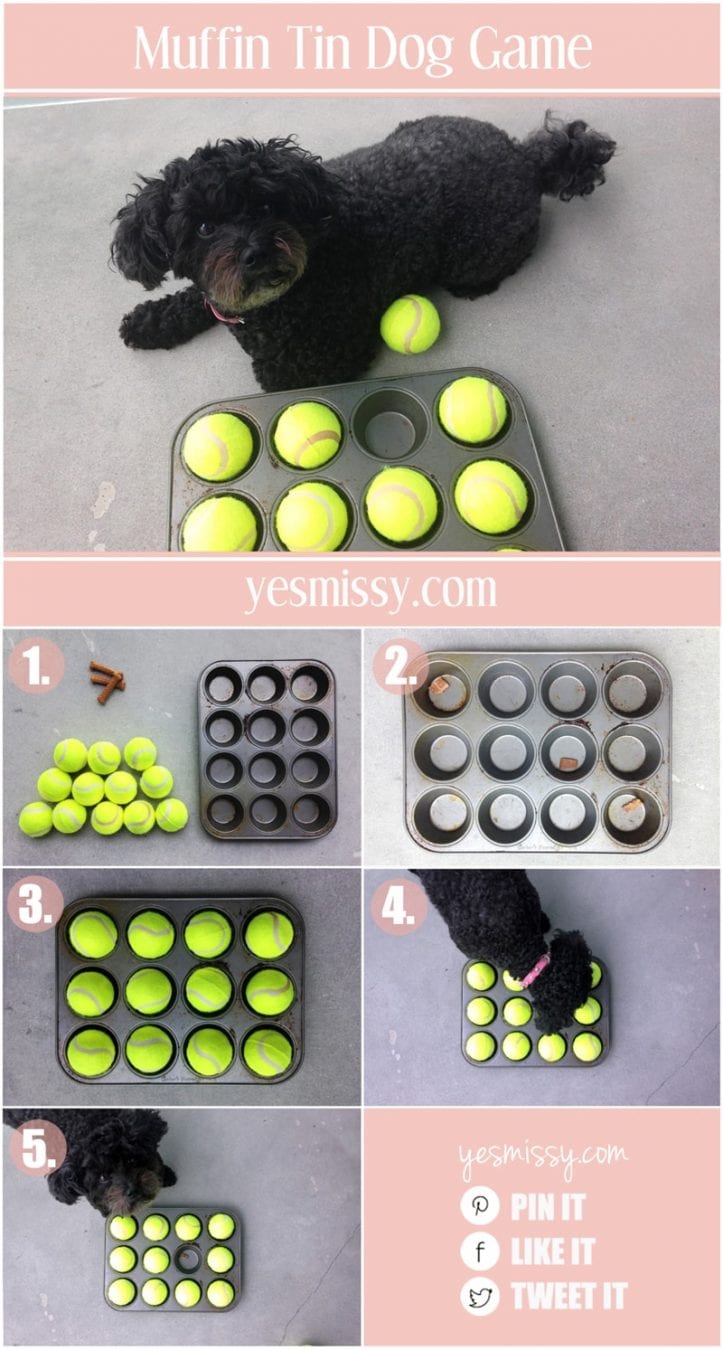 DIY dog game - muffin tin hide and seek