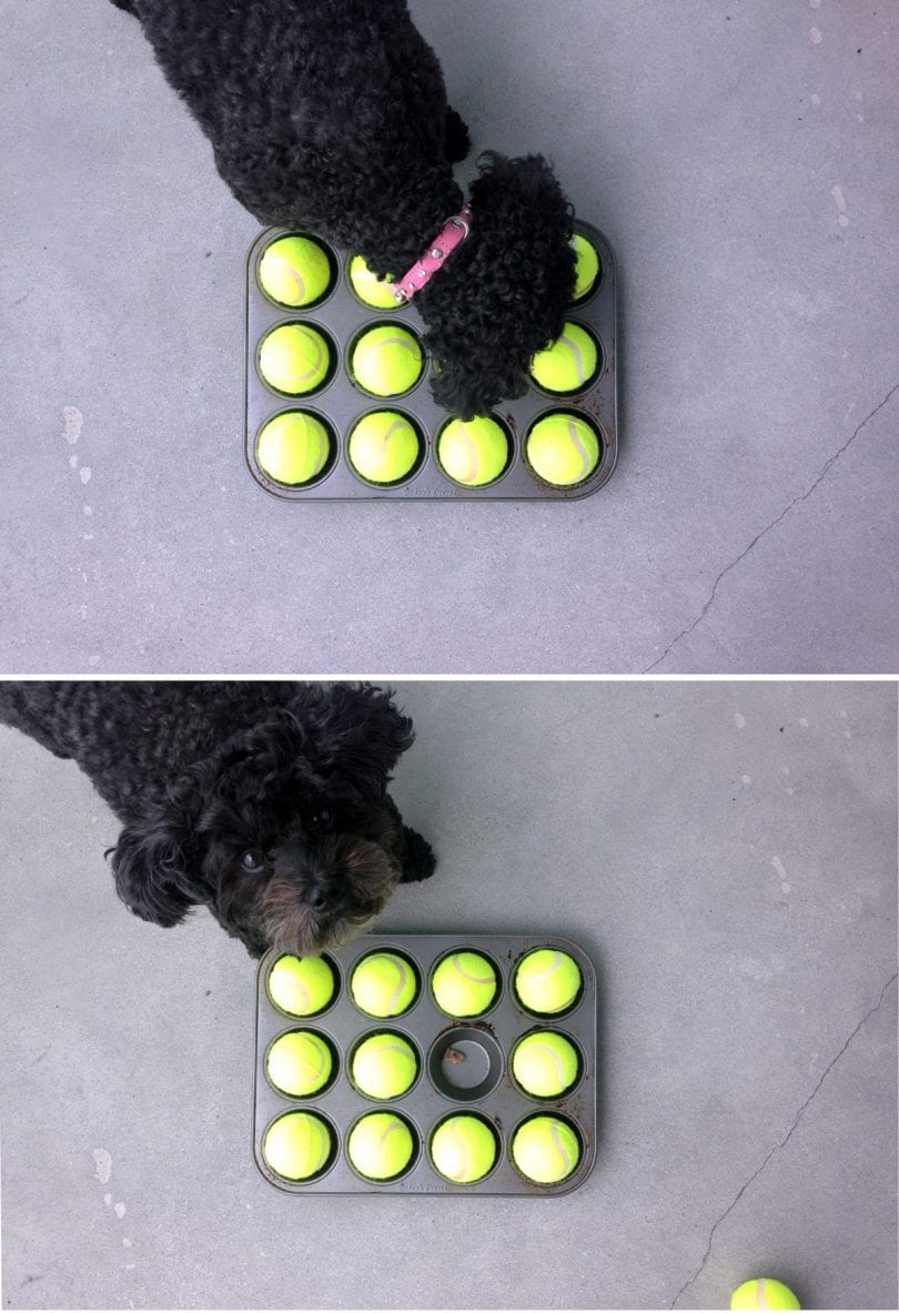 DIY Dog Games - This easy hide and see game uses an old muffin tin and tennis balls