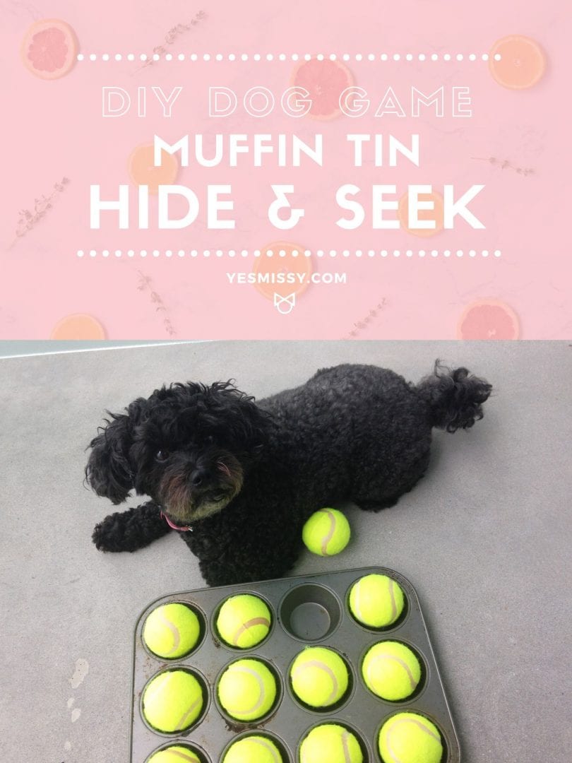 A fun DIY dog game idea for your pet- Hide and seek game with a muffin tin and tennis balls