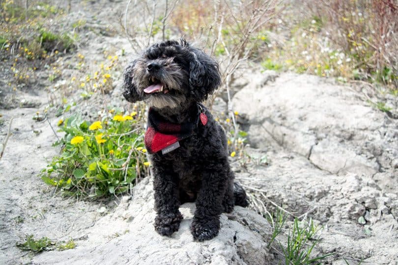 Hiking Trails at Scarborough Bluffs Park