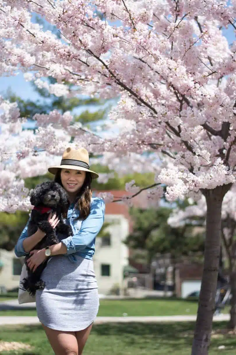 A day in the park with my dog Chloe, it's cherry blossom season in Toronto