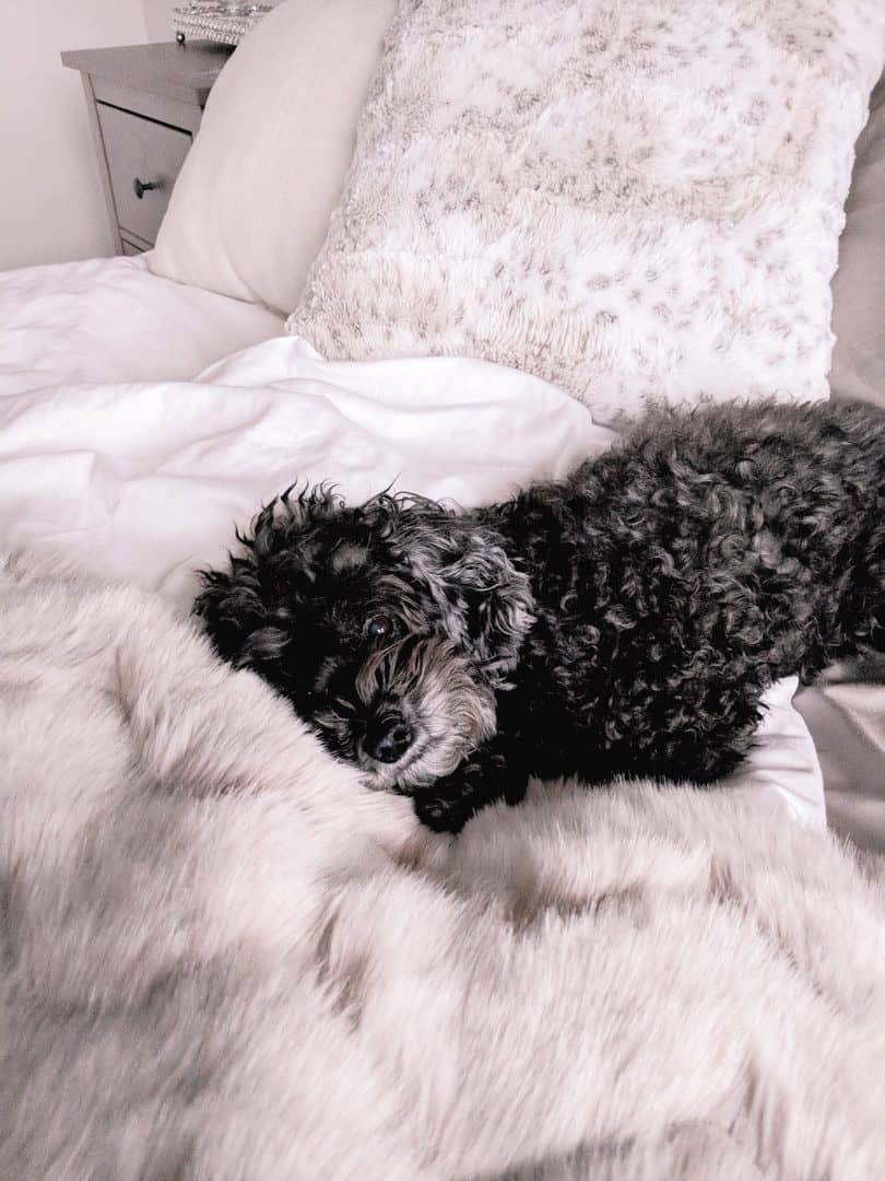 My dog snuggling in the bed sheets, she's so cute