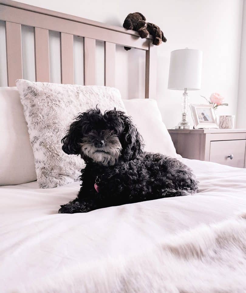My doggy Chloe, making herself comfy on my new bed.