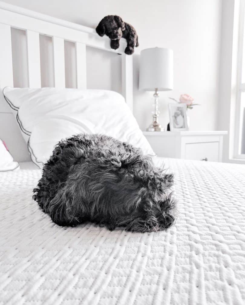 Mattress review for Endy mattress, bed in a box Canada