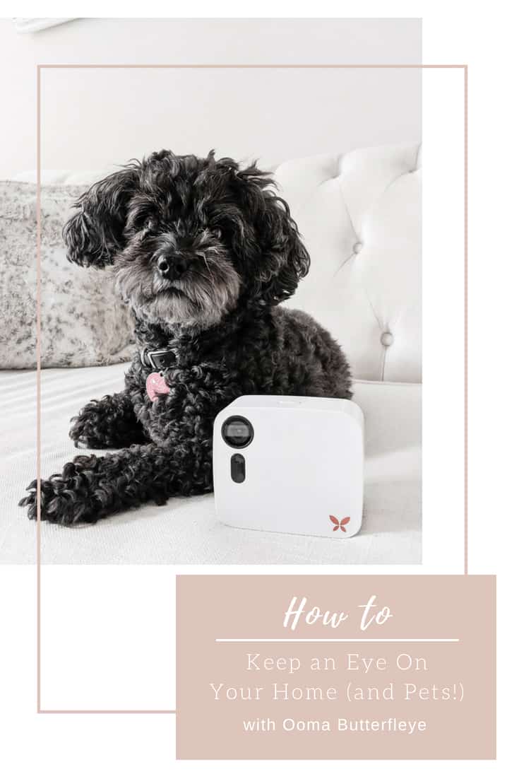 Curious to see what your pet does all day? Ooma Butterfleye allows you to keep an eye on your home, both a wifi security system and a pet camera that...