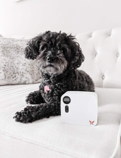 How I Keep an Eye On My High Quality (and Doggy!)