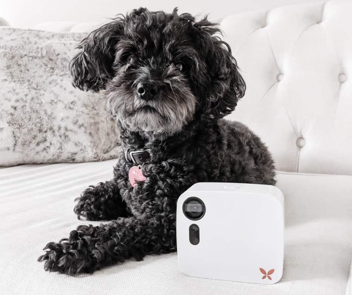 How I Keep an Eye On My High Quality (and Doggy!)