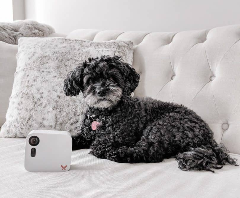 Keeping your home and pets safe is easy with the Ooma Butterfleye smart camera and dog camera..