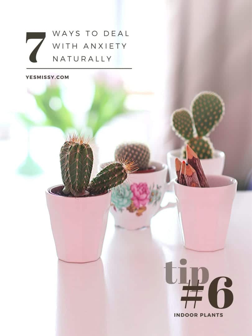 How to relieve stress and anxiety - tip #6 bring a little greenery into your home with a houseplant