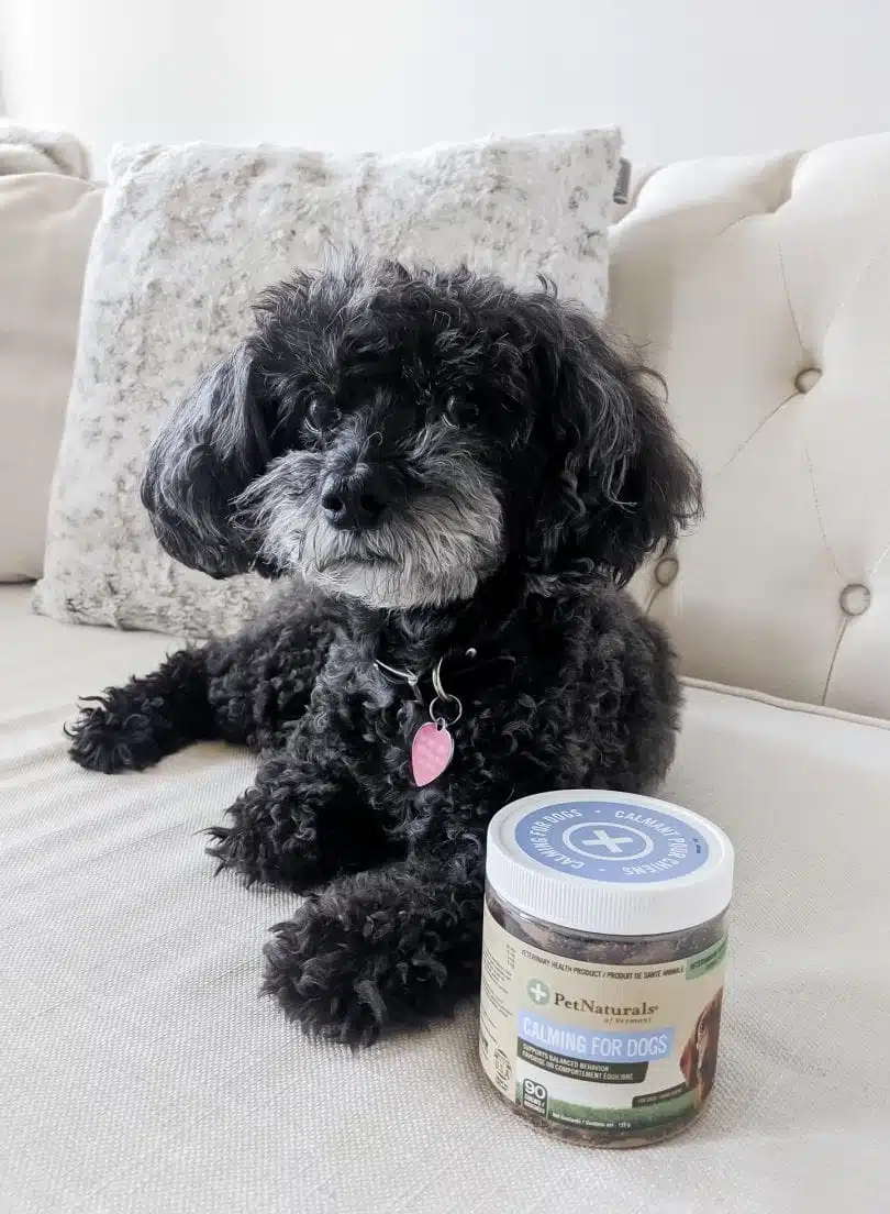 How to calm your dog during stressfull times: Pet Naturals of Vermont Calming for Dogs