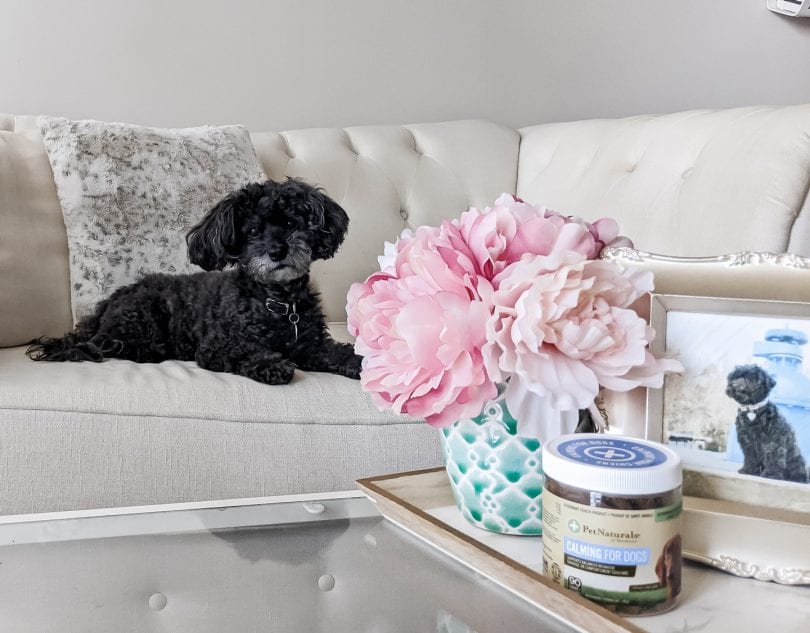 Dog Supplement Review: Calming for Dogs by Pet Naturals of Vermont