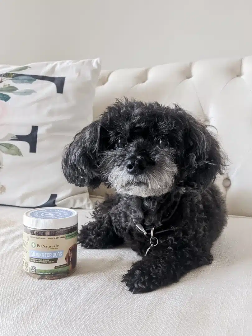 Treating stress and anxiety in dogs with Pet Naturals Calming for Dogs 