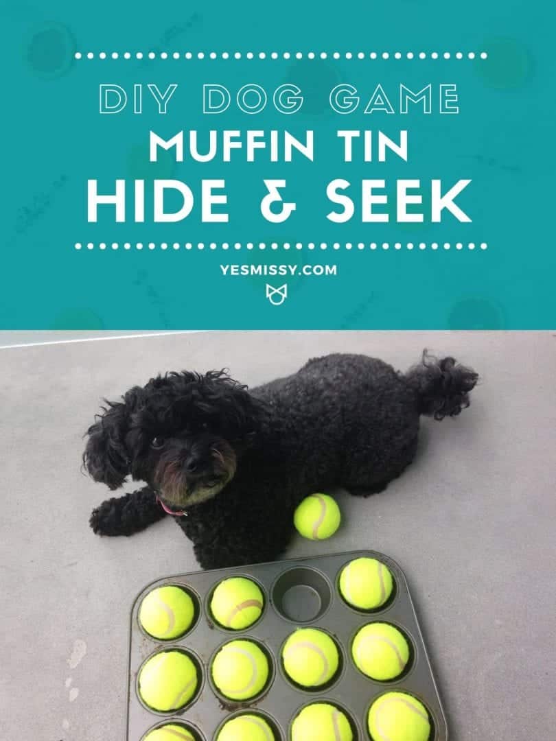 Play this fun DIY dog game idea for your pet. And easy hide and seek game with a muffin tin and tennis balls.