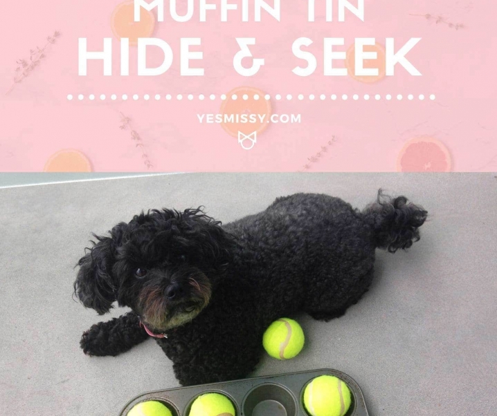 DIY Dog Game: Muffin Tin Hide & Seek